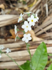 Myosotis sylvatica