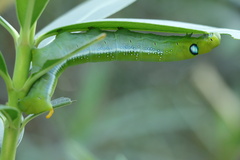 Daphnis nerii