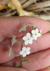 Myosotis sylvatica