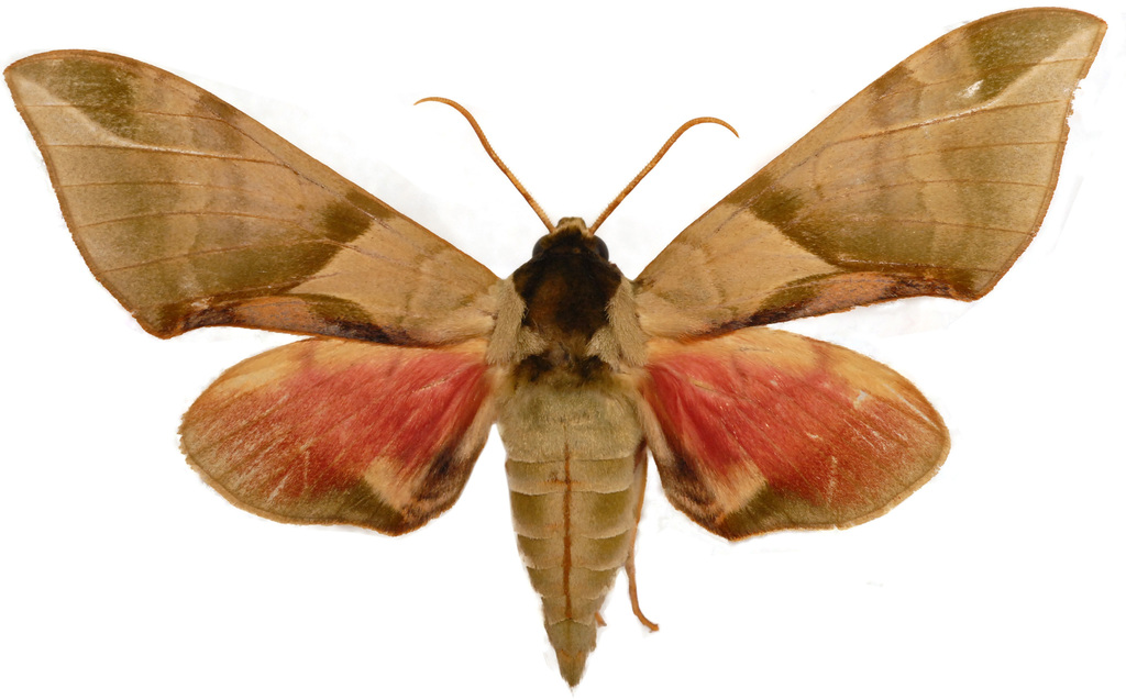 Callambulyx poecilus