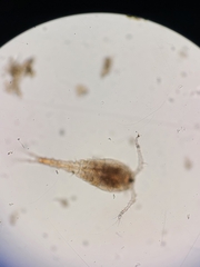 Copepoda