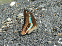 Graphium sarpedon connectens