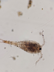 Copepoda