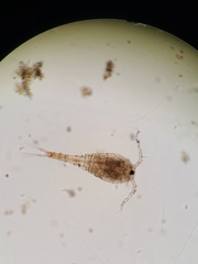 Copepoda