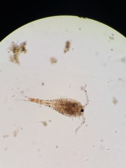 Copepoda