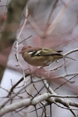 Fringilla coelebs