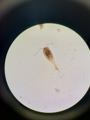Copepoda