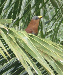 Rhamphococcyx calyorhynchus