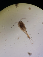 Copepoda