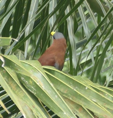 Rhamphococcyx calyorhynchus