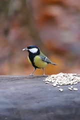 Parus major