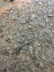 Tachypodoiulus niger