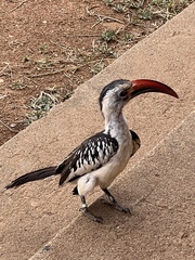 Tockus erythrorhynchus