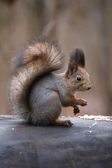 Sciurus vulgaris