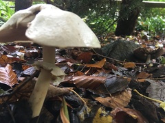 Macrolepiota mastoidea