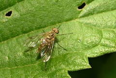 Chrysopilus asiliformis
