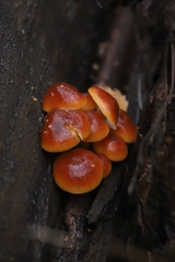 Flammulina velutipes