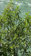 Boehmeria densiflora