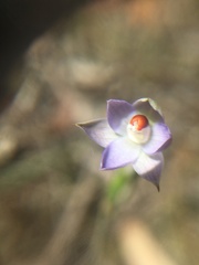 Thelymitra brevifolia
