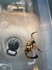 Uroplectes fischeri