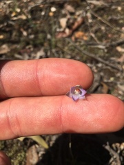 Thelymitra brevifolia