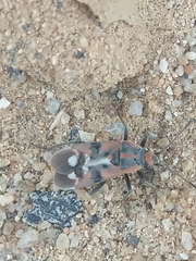 Spilostethus longulus