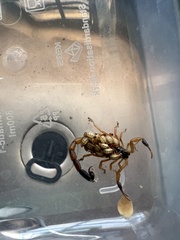 Uroplectes fischeri