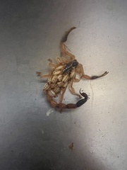 Uroplectes fischeri