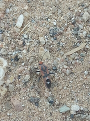 Spilostethus longulus