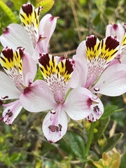 Alstroemeria pulchra