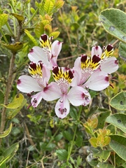 Alstroemeria pulchra