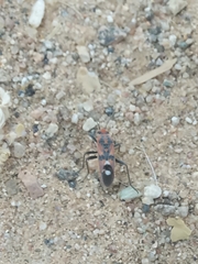 Spilostethus longulus