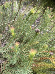 Leucadendron laxum