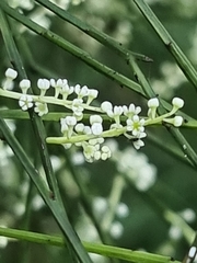 Leptomeria drupacea