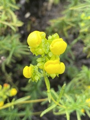 Calceolaria thyrsiflora
