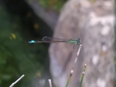Ischnura saharensis