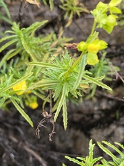 Calceolaria thyrsiflora