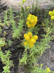 Calceolaria thyrsiflora
