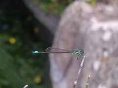 Ischnura saharensis