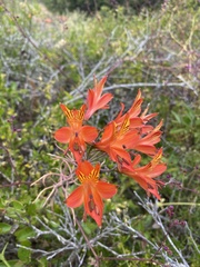 Alstroemeria ligtu simsii