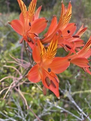 Alstroemeria ligtu simsii