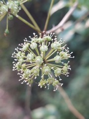 Eleutherococcus trifoliatus