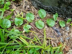 Evolvulus nummularius