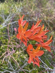 Alstroemeria ligtu simsii