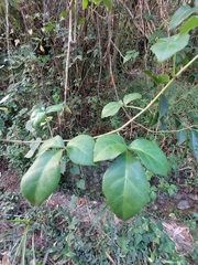 Eleutherococcus trifoliatus