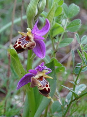 Ophrys heldreichii