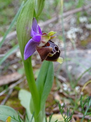 Ophrys heldreichii