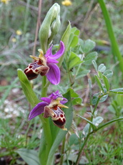 Ophrys heldreichii