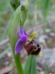 Ophrys heldreichii