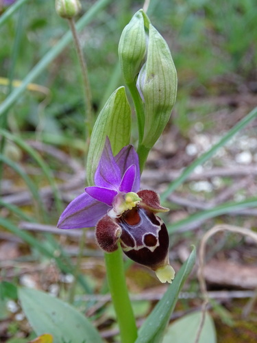 Image of Ophrys heldreichii by (c) Grzegorz Grzejszczak, some rights reserved (CC BY-SA)